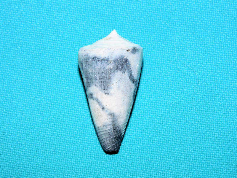 Kohniconus patstreamae 1 3/8” or 33.66mm. "Ultra-Rare"#17471 Kohniconus patstreamae 1 3/8” or 33.66mm. "Ultra-Rare"#17471