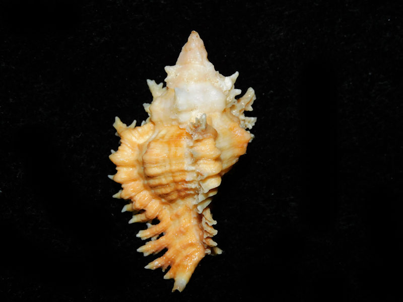 Chicoreus (Triplex) emilyae 1 7/8” or 49.17mm."Orange"#700499 - Click Image to Close