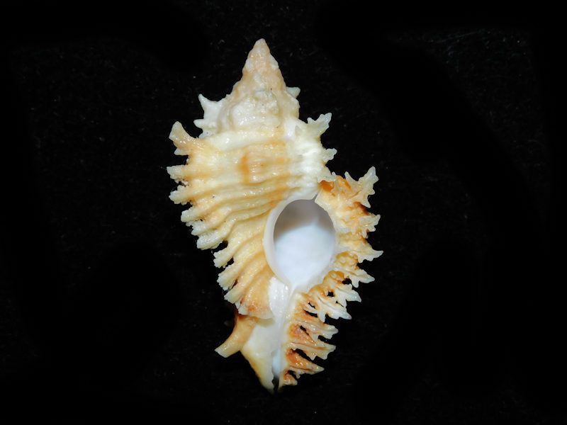 Chicoreus (Triplex) emilyae 1 7/8” or 49.17mm."Orange"#700499