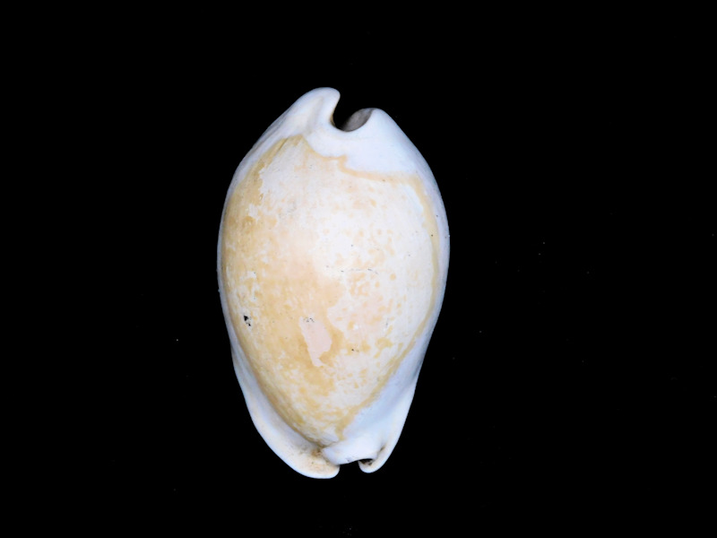 Akleistostoma patula 2 1/8” or 54.09mm."Superb Dwarf"#400063 Akleistostoma patula 2 1/8” or 54.09mm."Superb Dwarf"#400063