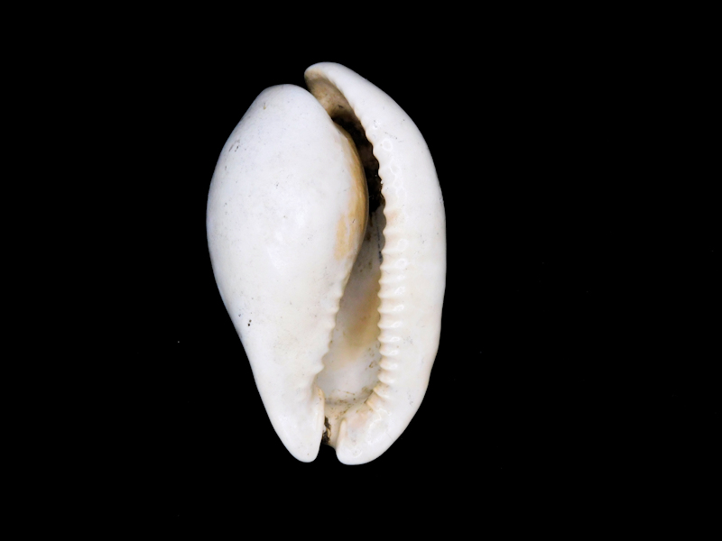 Akleistostoma patula 2 1/8” or 54.09mm."Superb Dwarf"#400063 - Click Image to Close