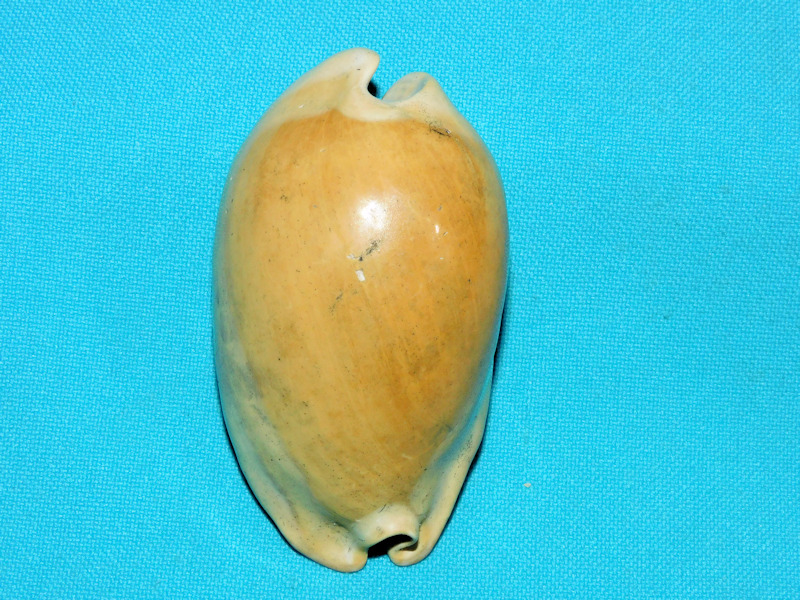 Akleistostoma patula 2 7/8” or 69.76mm."Gorgeous" #600083 Akleistostoma patula 2 7/8” or 69.76mm."Gorgeous" #600083