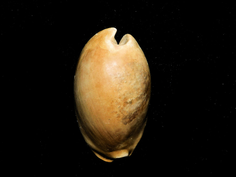 Akleistostoma patula 3 ¼” or 81.25mm."giant"#800121