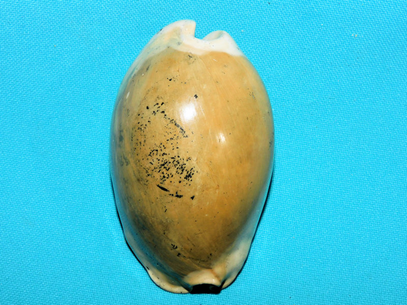 Akleistostoma patula 3 1/8” or 78.25mm."Gorgeous" #800056 Akleistostoma patula 3 1/8” or 78.25mm."Gorgeous" #800056