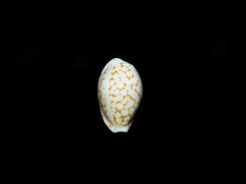 Cribrarula pelliserpentis 17.85mm."Superb Madagascar" #700141 Cribrarula pelliserpentis 17.85mm."Superb Madagascar" #700141