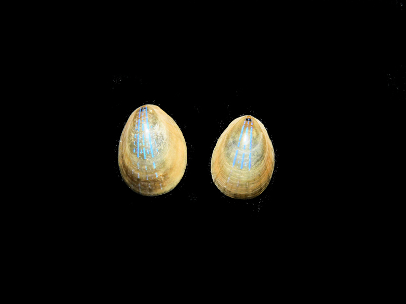 Helcion pellucidus(2) 11.33mm & 10.28mm. England Lot#16830 Helcion pellucidus(2) 11.33mm & 10.28mm. England Lot#16830