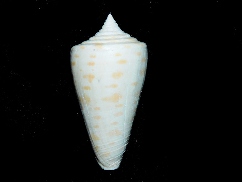 Lindaconus cherokus 2” or 49.50mm."Outstanding"#17109 Lindaconus cherokus 2” or 49.50mm."Outstanding"#17109