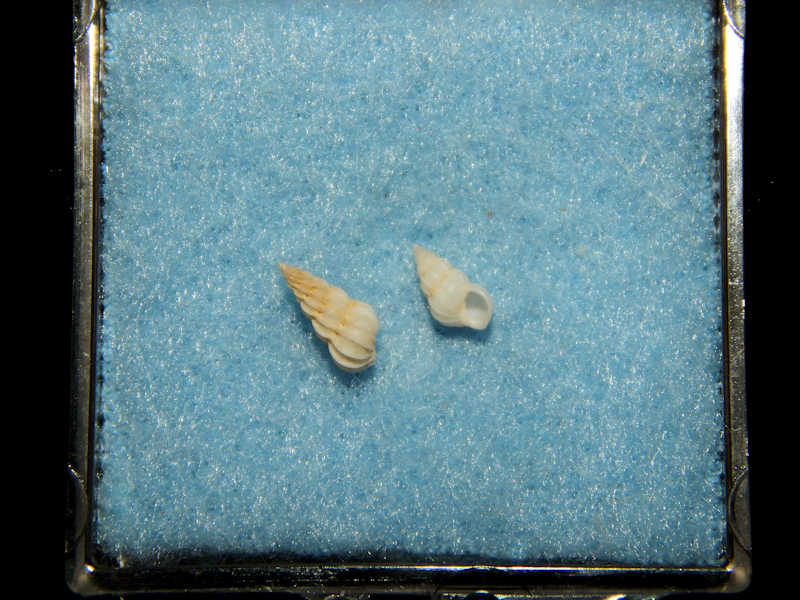 Epitonium (Asperiscala) zeteki (2)4.87mm & 5.80mm.-Lot#16197 Epitonium (Asperiscala) zeteki (2)4.87mm & 5.80mm.-Lot#16197