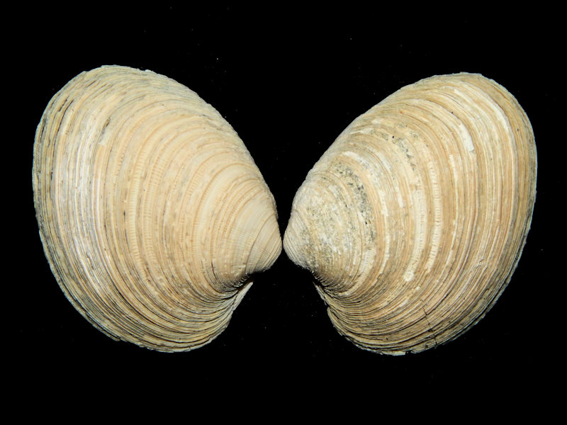 Mercenaria permagna 2 7/8” or 72.96mm.-Lee Creek Lot#16459 Mercenaria permagna 2 7/8” or 72.96mm.-Lee Creek Lot#16459