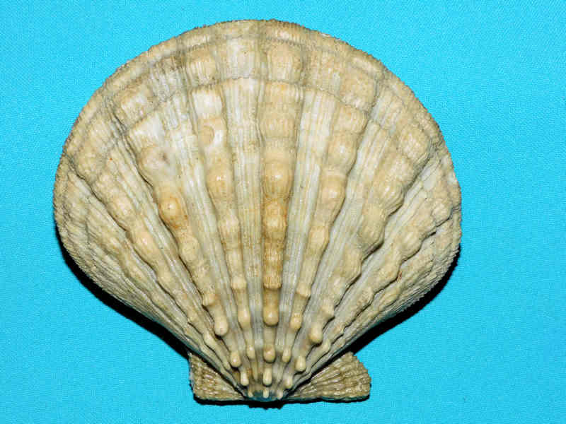 Pectinidae