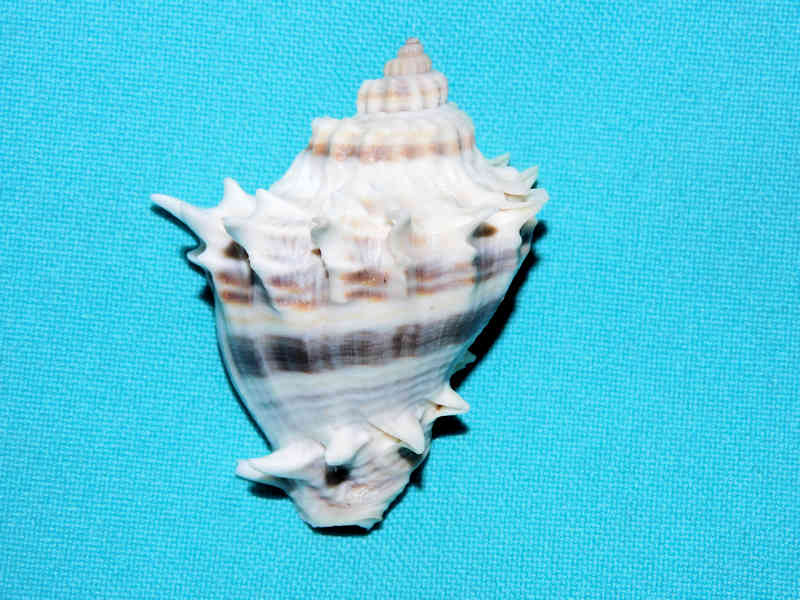 Melongena corona f. perspinosa 2 1/4" or 55.20mm w/o-#17246 Melongena corona f. perspinosa 2 1/4" or 55.20mm w/o-#17246