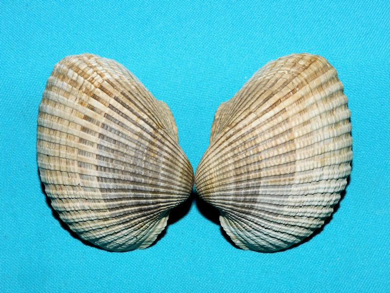 Anadara petersburgensis 3” or 75.32mm. Uncommon #16908 Anadara petersburgensis 3” or 75.32mm. Uncommon #16908