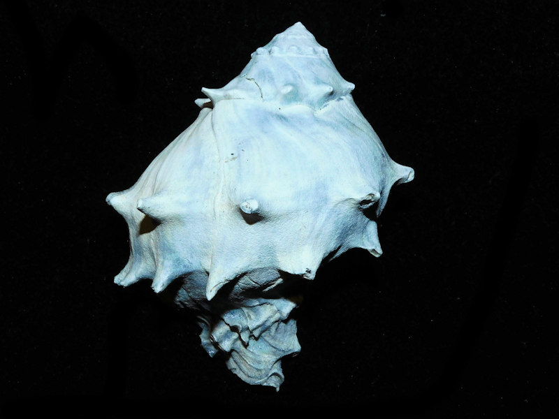 Tropochasca petiti 3 ¾” or 92.55mm. "Rare Adult Giant" #700442