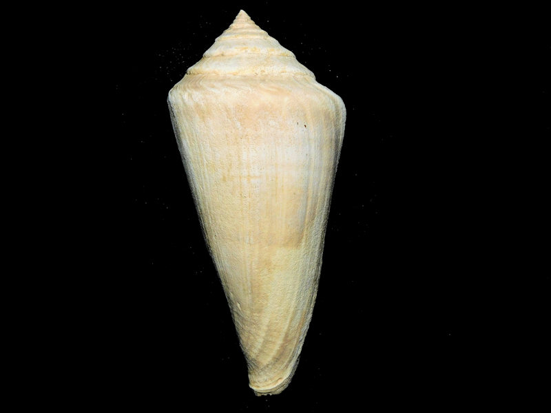 Contraconus petiti 4” or 102.18mm."Superb Giant"#800094 Contraconus petiti 4” or 102.18mm."Superb Giant"#800094