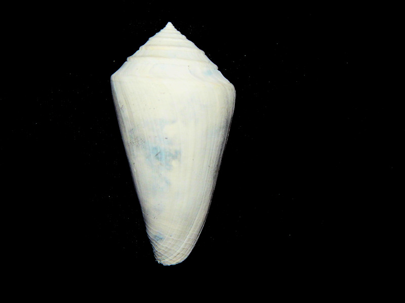 Contraconus petiti 2 3/4"-Kissimmee Facies Ruck's-Lot#16615 Contraconus petiti 2 3/4"-Kissimmee Facies Ruck's-Lot#16615