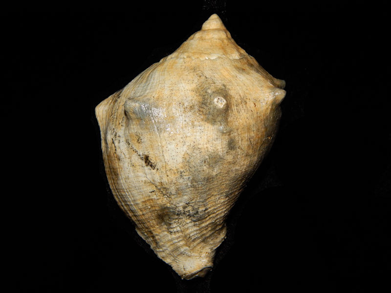 Melongena consors taurus 3 ¼”-Pinecrest Member-Lot#12809 Melongena consors taurus 3 ¼”-Pinecrest Member-Lot#12809