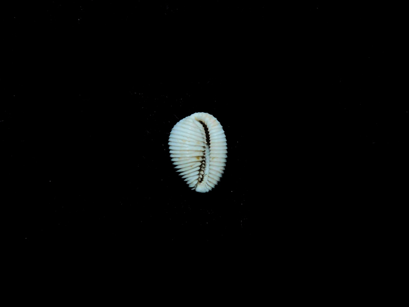 Niveria cypha 10.28mm. "Rare Apac Pit" #17198 - Click Image to Close