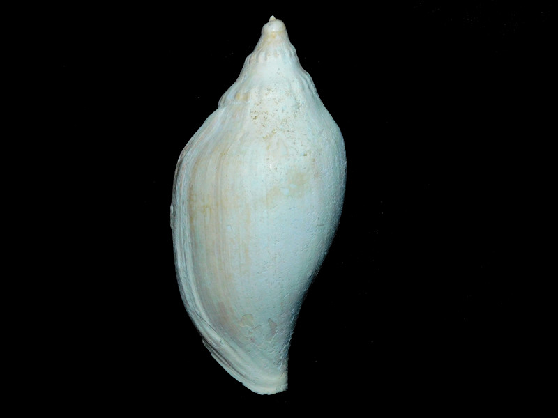Volutifusus halscotti 3 1/8” or 77.22mm."Lee Creek"#17508 Volutifusus halscotti 3 1/8” or 77.22mm."Lee Creek"#17508