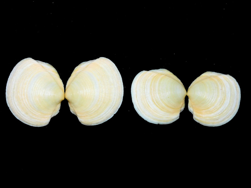 Phacoides pectinatus(2) 2” or 49.92mm & 42.96mm. Jupiter #17394 Phacoides pectinatus(2) 2” or 49.92mm & 42.96mm. Jupiter #17394