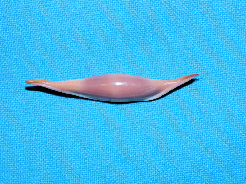 Phenacovolva rosea 2” or 51.12mm. "Philippines" #700361 Phenacovolva rosea 2” or 51.12mm. "Philippines" #700361