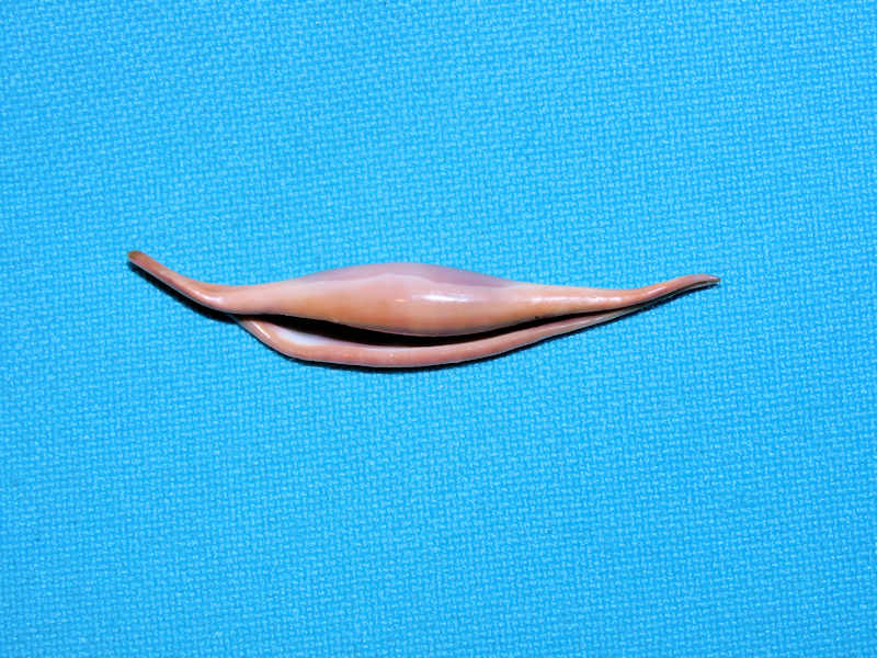 Phenacovolva rosea 2” or 51.12mm. "Philippines" #700361 - Click Image to Close