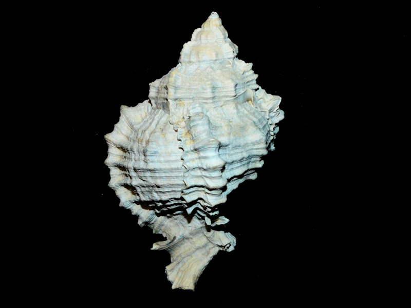 Phyllonotus evergladesensis 4 1/8” or 104.42mm. #700444
