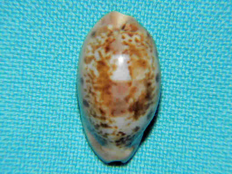 Zonaria picta 23.95mm Cape Verde Islands LOT#901312JB (image for) Zonaria picta 23.95mm Cape Verde Islands LOT#901312JB
