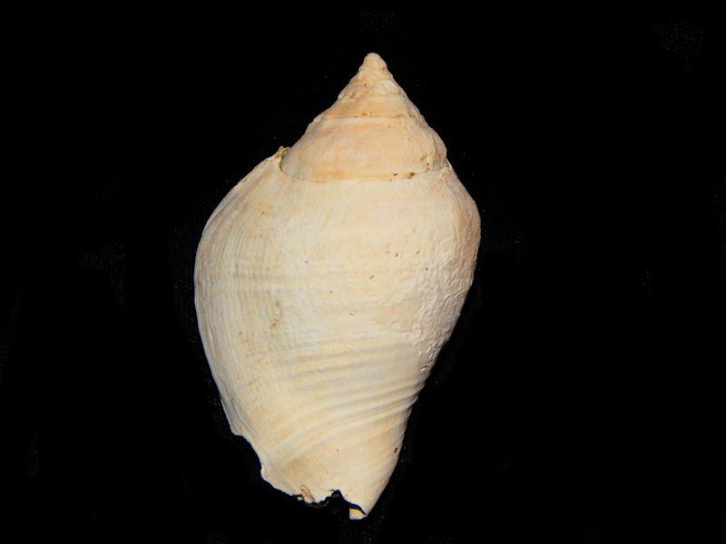 Strombus floridanus "Grooved Specimen-Lot # 10677