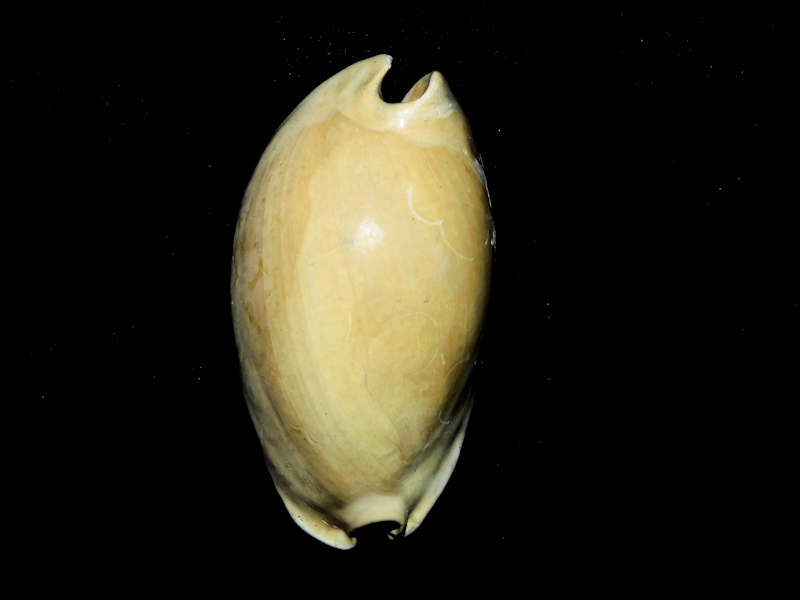 Akleistostoma floridana 3” or 75.11mm. "Lovely"#600216