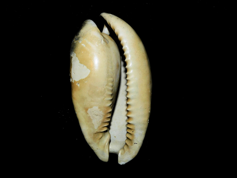 Akleistostoma floridana 3” or 75.11mm. "Lovely"#600216