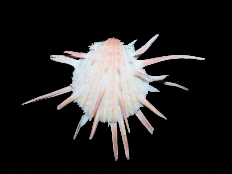 Spondylus imperialis 105.40mm. "Lovely Pinkish"#700024