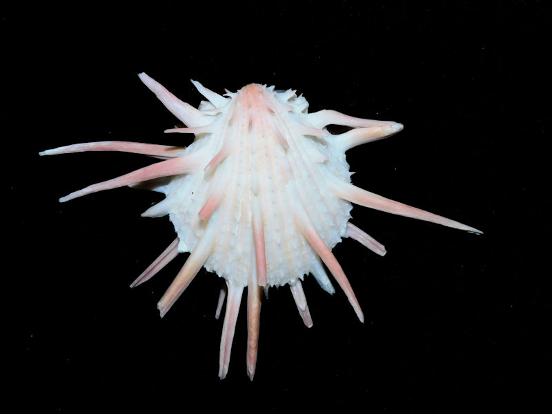 Spondylus imperialis 105.40mm. "Lovely Pinkish"#700024 - Click Image to Close