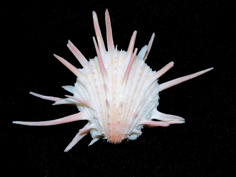 Spondylus imperialis 105.40mm. "Lovely Pinkish"#700024 - Click Image to Close
