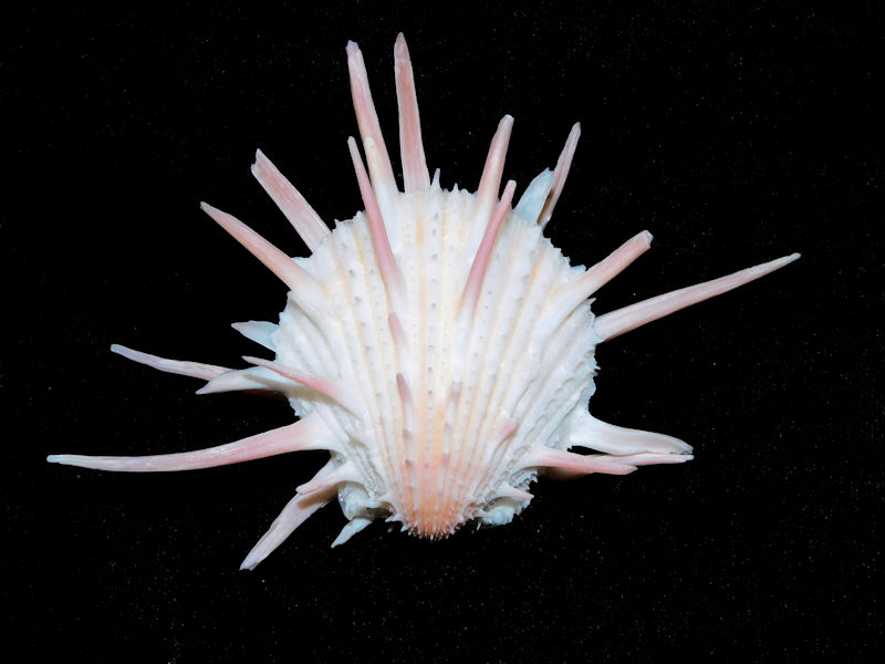 Spondylus imperialis 105.40mm. "Lovely Pinkish"#700024