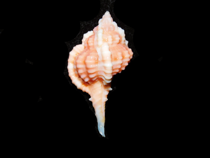 Vokesimurex rubidus 1¼” or 37.13mm. "Kice Pink" #700806 Vokesimurex rubidus 1¼” or 37.13mm. "Kice Pink" #700806