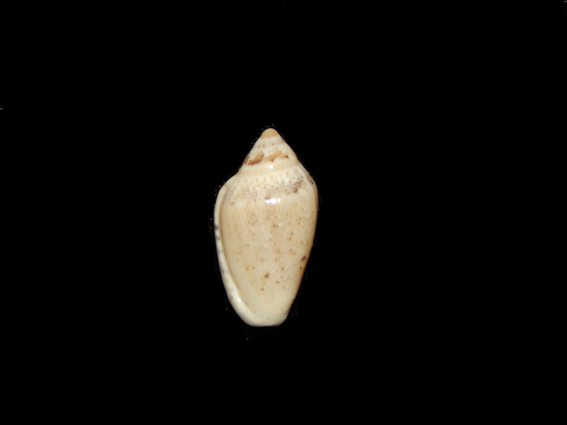 Marginella piperata piperata 14.17mm-South Africa-Lot#13529 - Click Image to Close