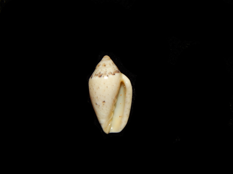 Marginella piperata piperata 14.17mm-South Africa-Lot#13529