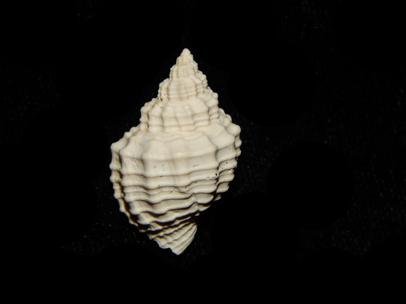 Cancellaria plagiostoma 23.29mm.-Golden Gate-Lot#13647 Cancellaria plagiostoma 23.29mm.-Golden Gate-Lot#13647