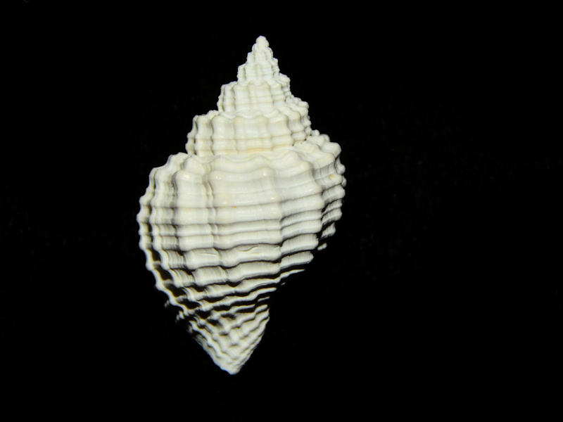 Cancellaria plagiostoma 1 1/8"-Pinecrest Member-Lot#16454 Cancellaria plagiostoma 1 1/8"-Pinecrest Member-Lot#16454