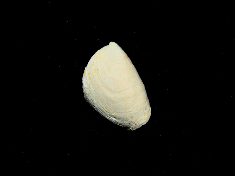 Crepidula plana 21.08mm-Chipola Formation Freak Lot#16778