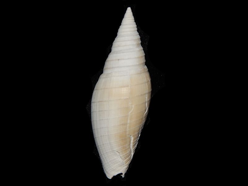 Pleioptygmatidae