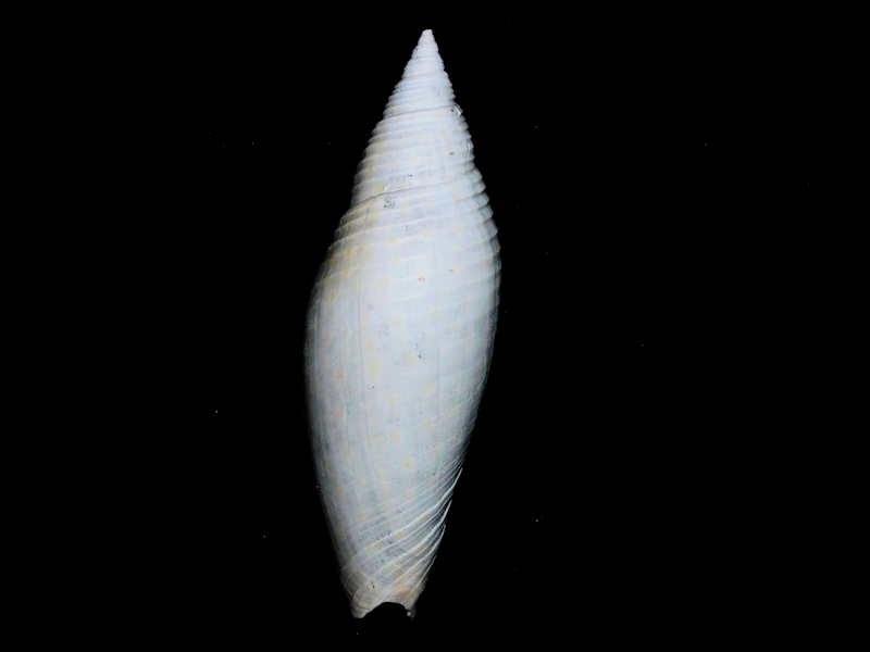 Pleioptygmatidae