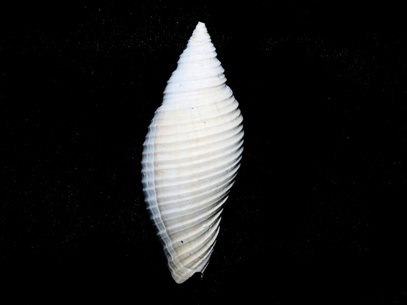 Pleioptygma lindae 2 ½” or 60.69mm."Rare"#600075