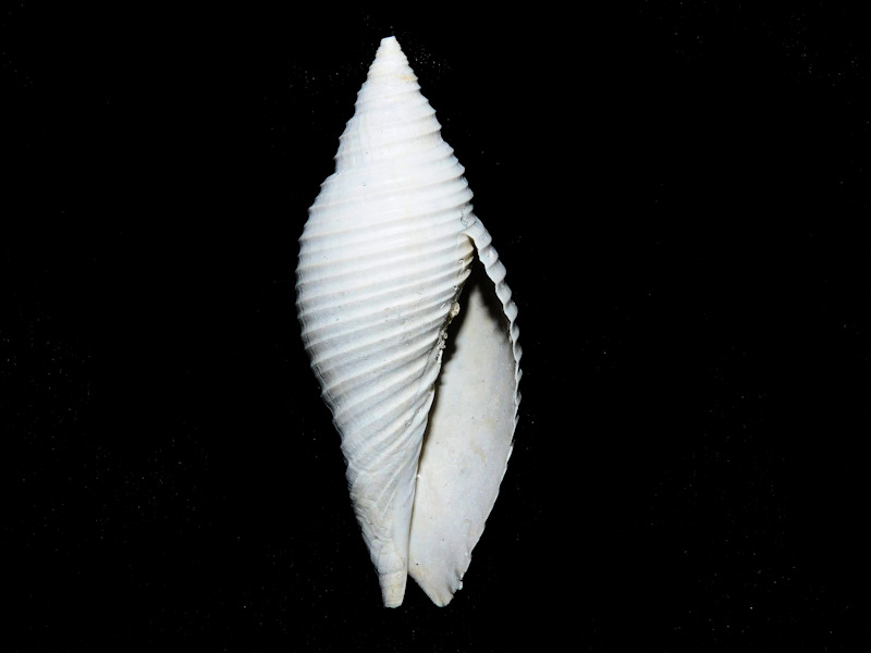 Pleioptygma lindae 2 ½” or 60.69mm."Rare"#600075 - Click Image to Close