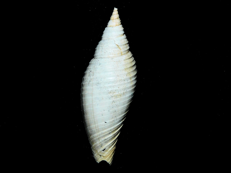 Pleioptygma lindae 2 5/8” or 66.69mm."Rare"#600181