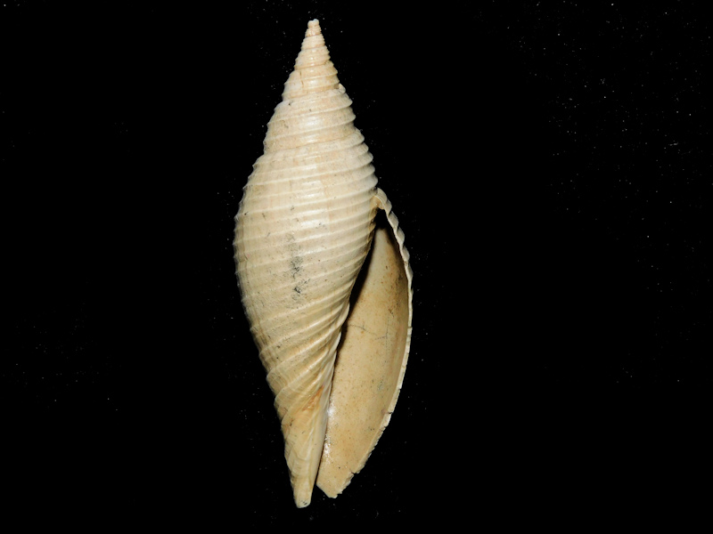 Pleioptygma lindae 2 5/8” or 66.69mm."Rare"#600181 - Click Image to Close