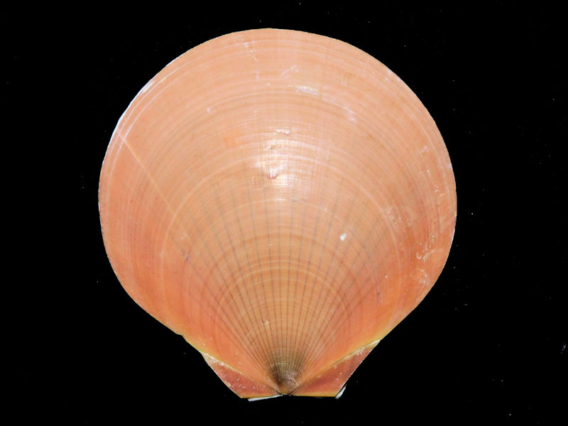 Amusium pleuronectes 3 1/8” or 77.56mm. "Lovely" #700133 Amusium pleuronectes 3 1/8” or 77.56mm. "Lovely" #700133