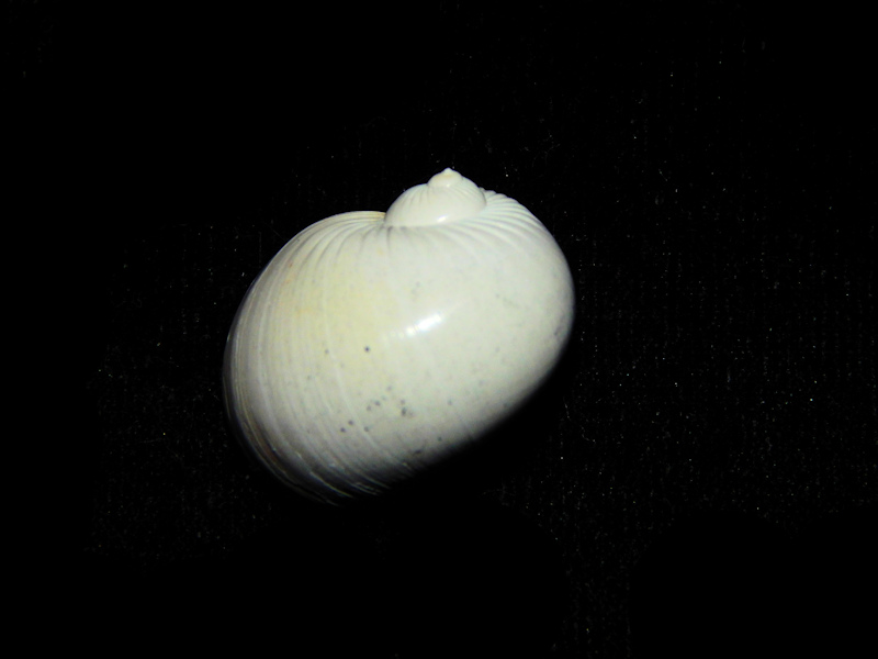 Naticarius plicatella 21.34mm w/o-Evelyn Garner-Lot#16508 Naticarius plicatella 21.34mm w/o-Evelyn Garner-Lot#16508
