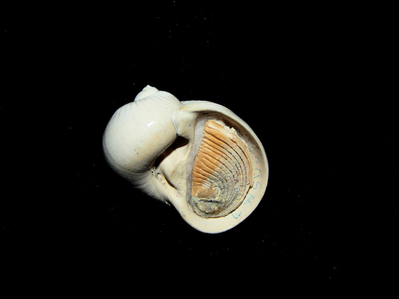 Naticarius plicatella 21.34mm w/o-Evelyn Garner-Lot#16508 - Click Image to Close