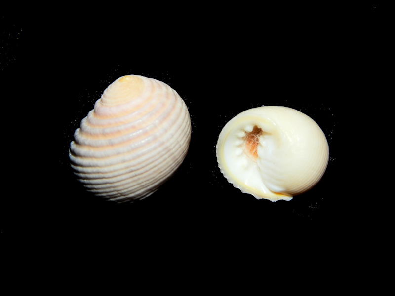 Nerita plicata (2) 14.12mm & 18.39mm. w/o-Tonga-Lot#16302 Nerita plicata (2) 14.12mm & 18.39mm. w/o-Tonga-Lot#16302